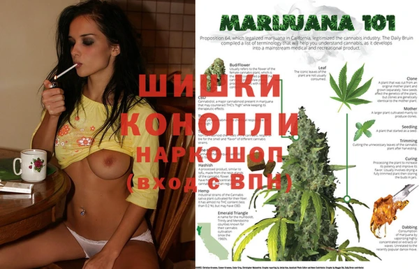 прущие грибы Бородино
